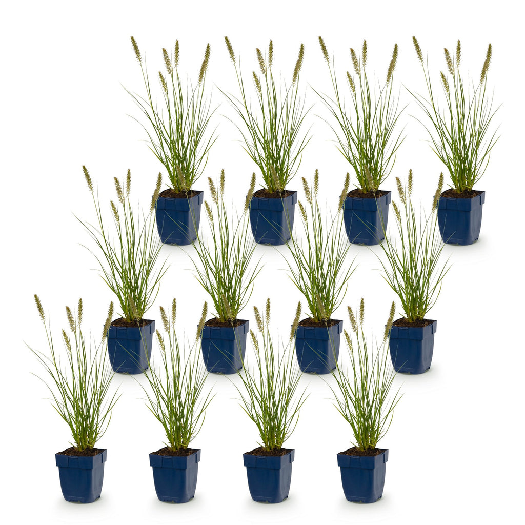 Grassen - Pennisetum alop. Hameln - Lampenpoetsergras - Met Pluim - Groen - 12 Planten - Pot 11cm - Hoogte 15-25cm