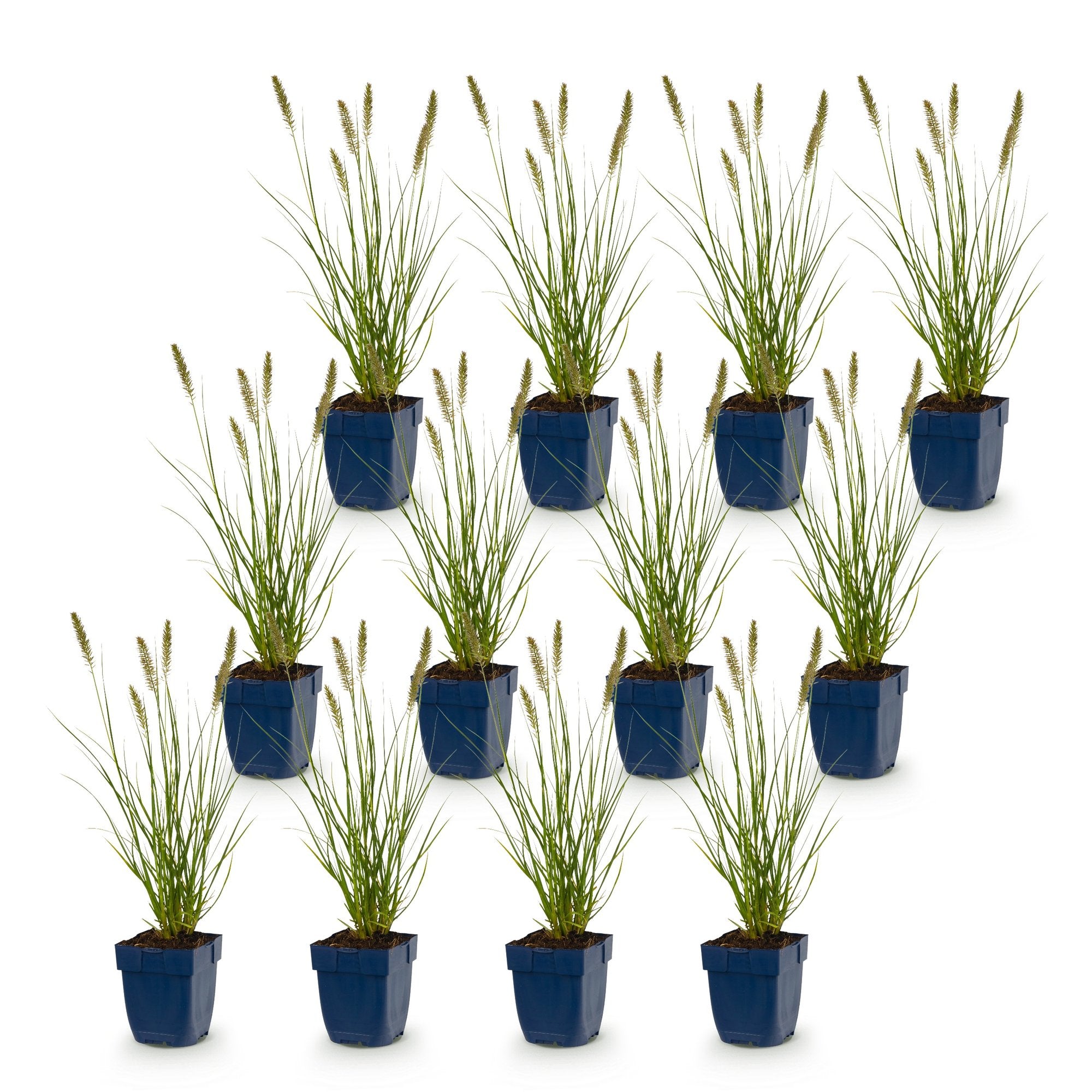 Grassen - Pennisetum alop. Hameln - Lampenpoetsergras - Met Pluim - Groen - 12 Planten - Pot 11cm - Hoogte 15-25cm