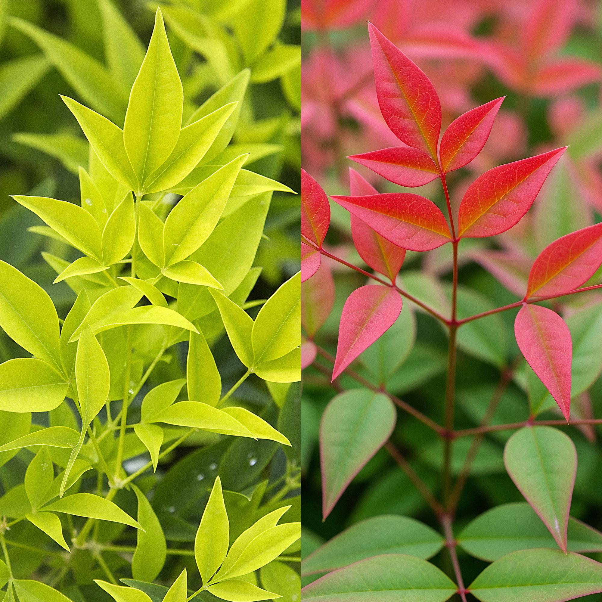 Tuinplant - Nandina Duo - Geel & Rood - 2 Planten - Groenblijvend - Weinig Onderhoud - Pot 17cm Hoogte 45cm