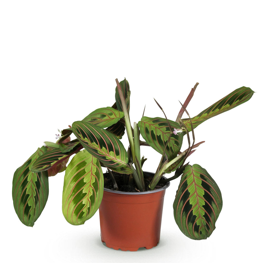 Kamerplant - Maranta Fascinator Tricolour - Gebedsplant - Huisdiervriendelijke Plant - Groen - 1 Plant - Pot 12cm - Hoogte 25cm