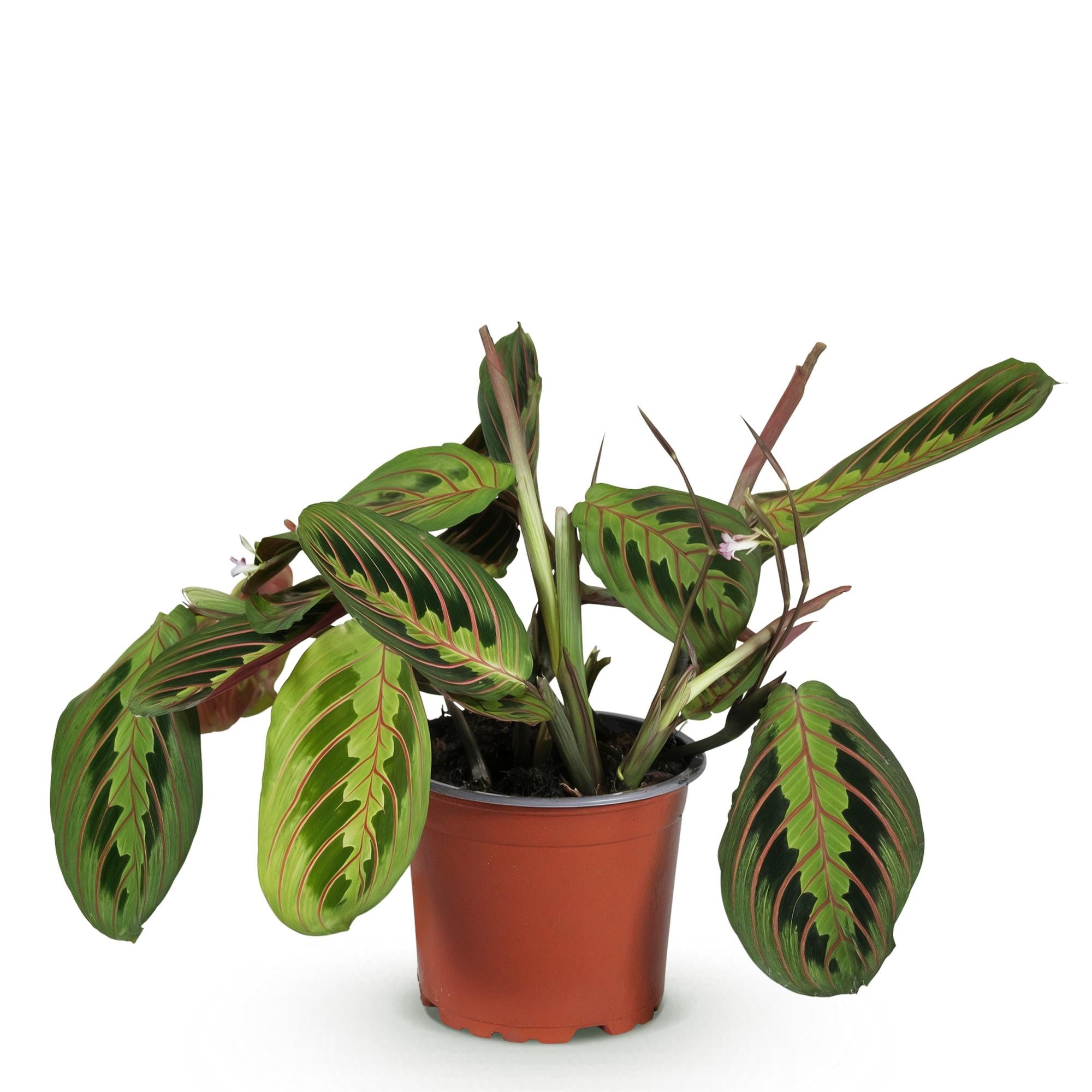Kamerplant - Maranta Fascinator Tricolour - Gebedsplant - Huisdiervriendelijke Plant - Groen - 1 Plant - Pot 12cm - Hoogte 25cm