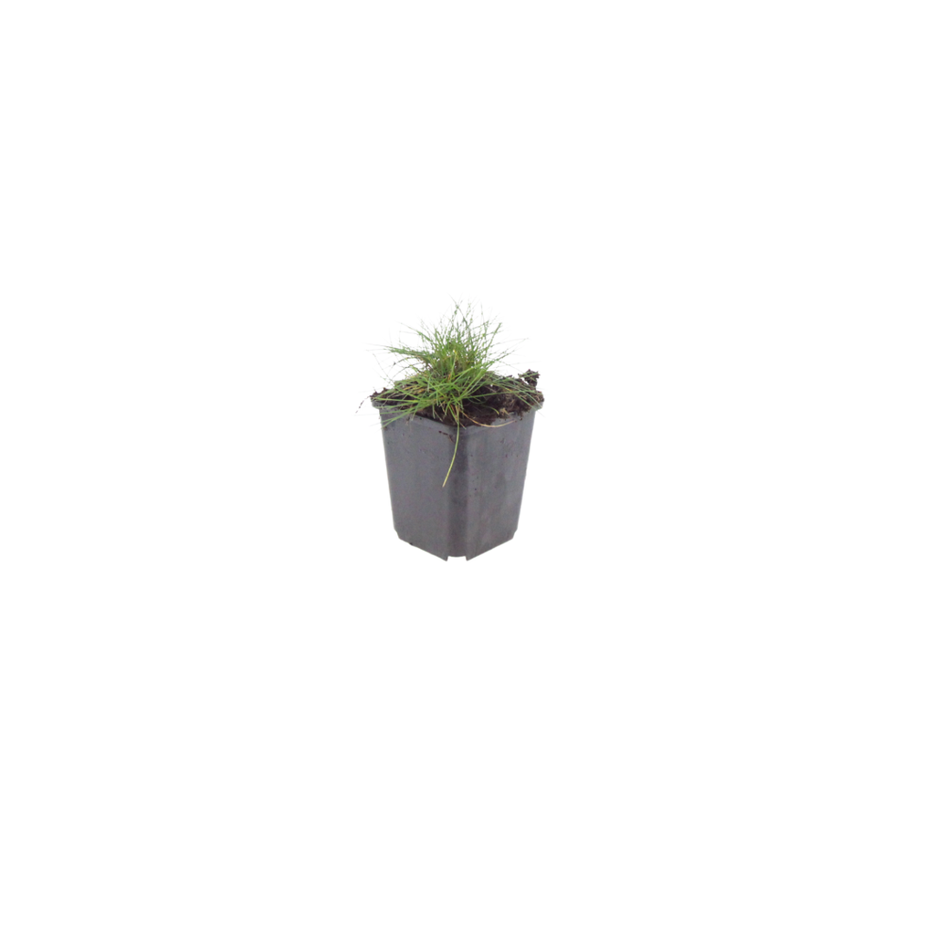 24x Festuca gautieri - ↕10-25cm - Ø9cm