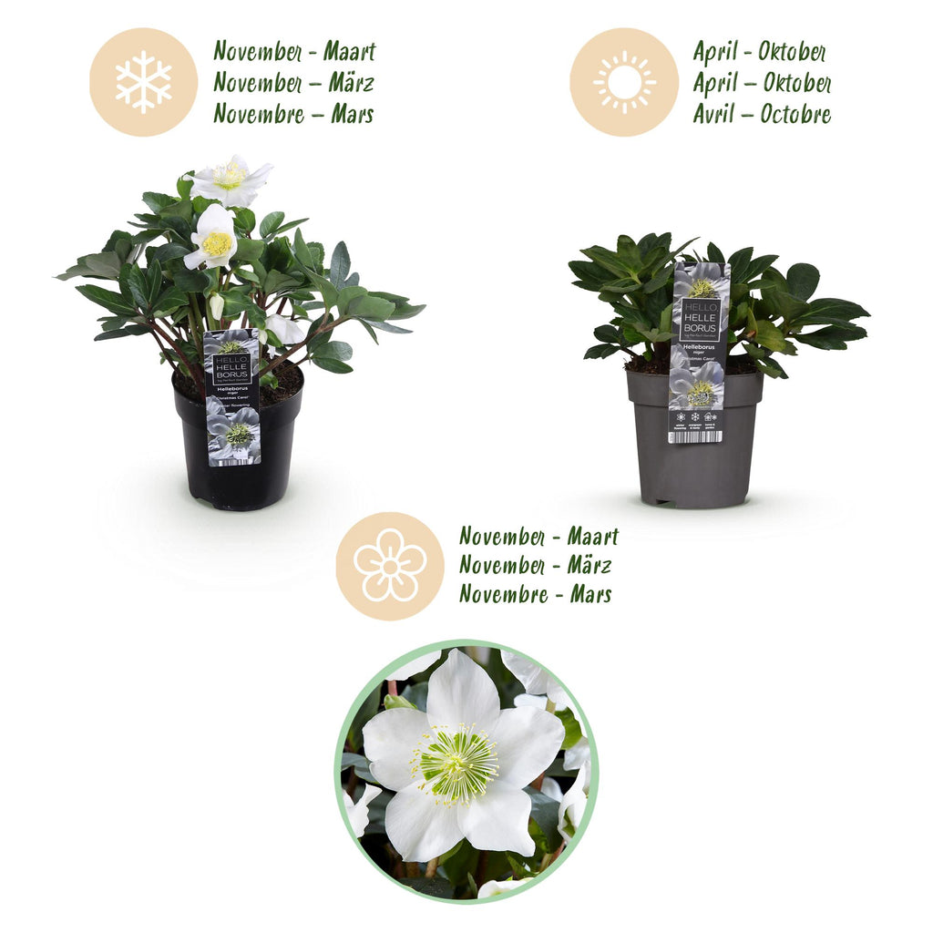 Tuinplant - Kerstroos - Helleborus Christmas Carol  - Witte Bloem - 4 Planten - Groenblijvend - Pot 10,5cm Hoogte 25cm