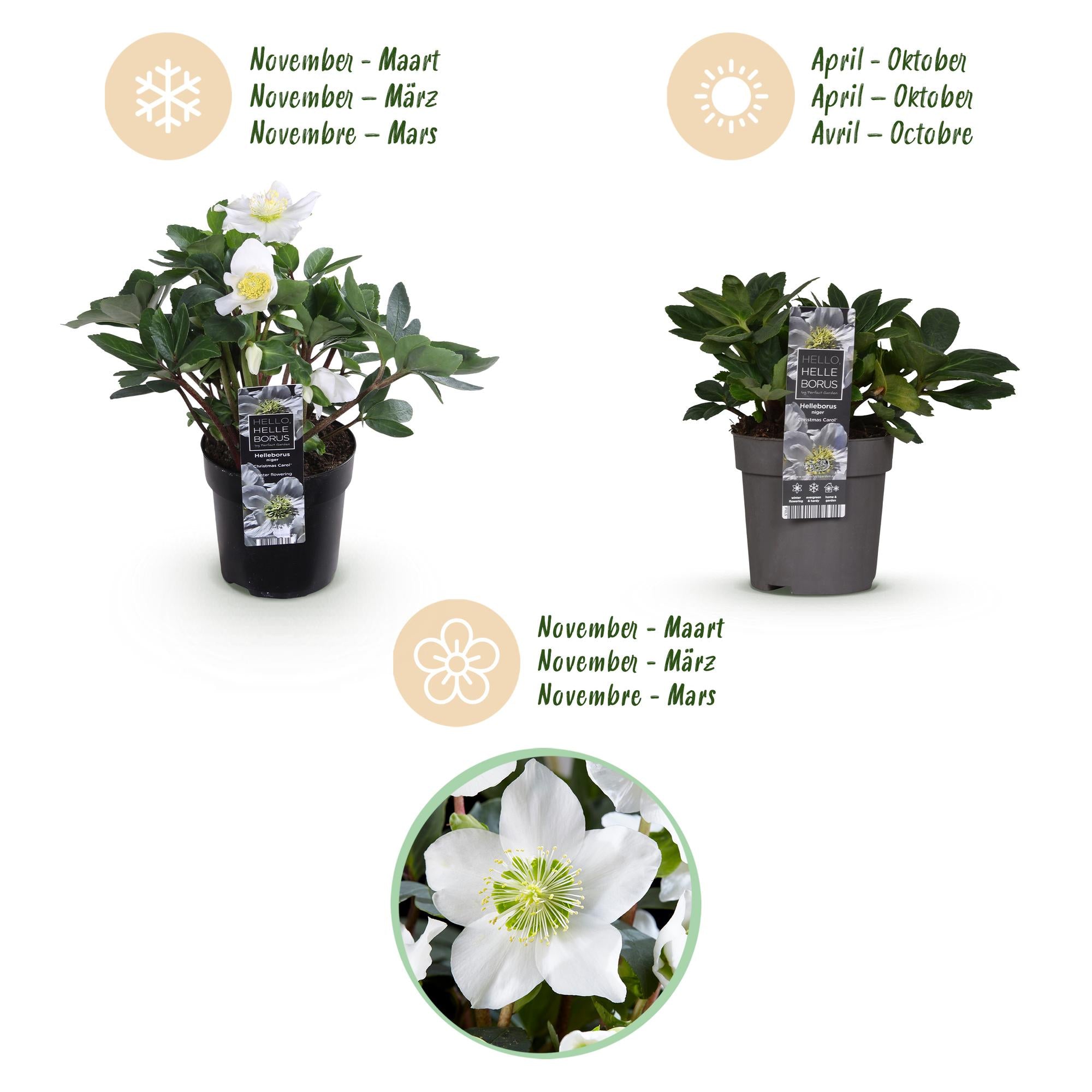 Tuinplant - Kerstroos - Helleborus Christmas Carol  - Witte Bloem - 4 Planten - Groenblijvend - Pot 10,5cm Hoogte 25cm
