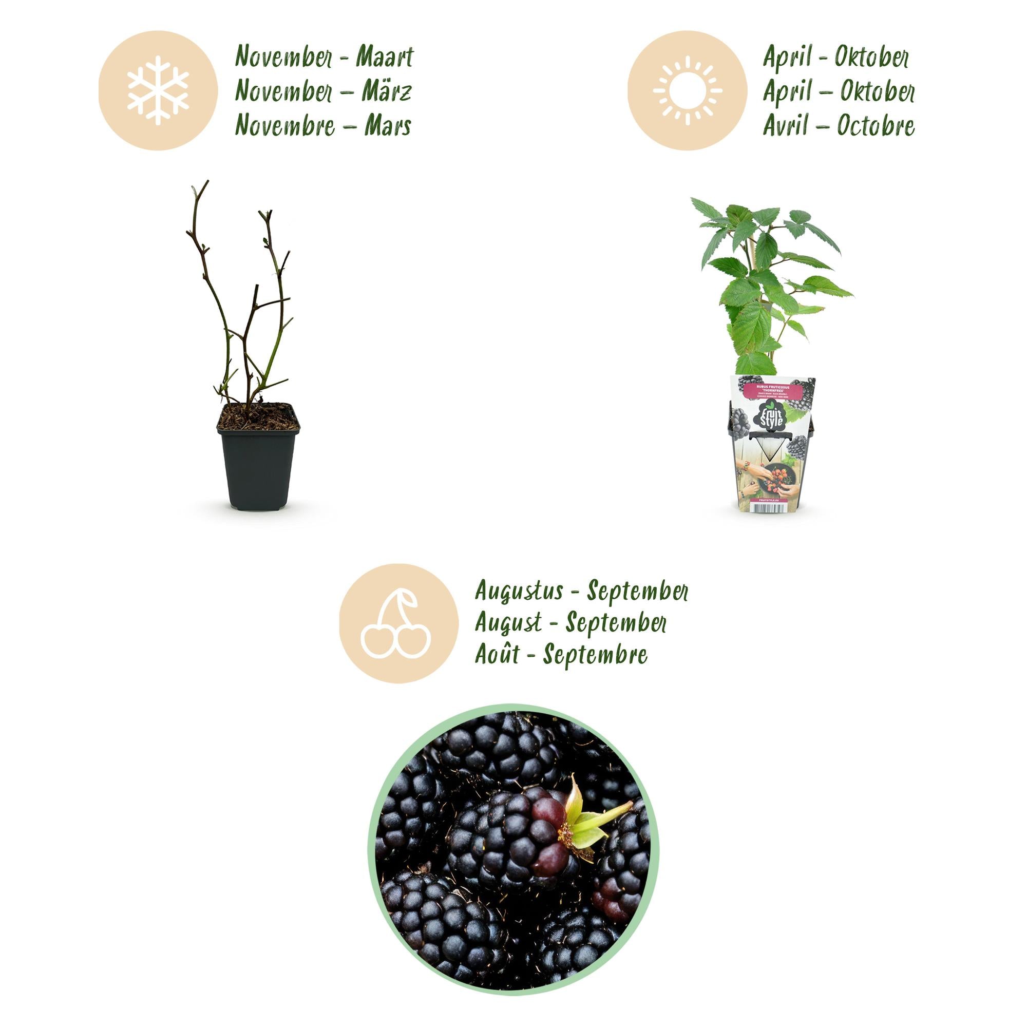 Fruitplanten - Doornloze Braam - Rubus Thornfree - Winterhard - 3 Planten - Pot 9 cm - Zwarte Braam