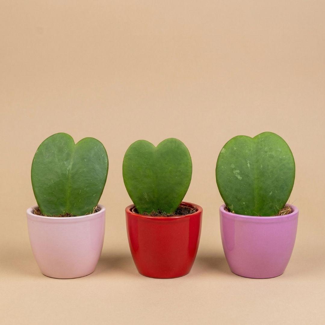 Plant set van 3 met mini pot - Love - Hoya Kerrii - roze/rood - Ø 6 cm