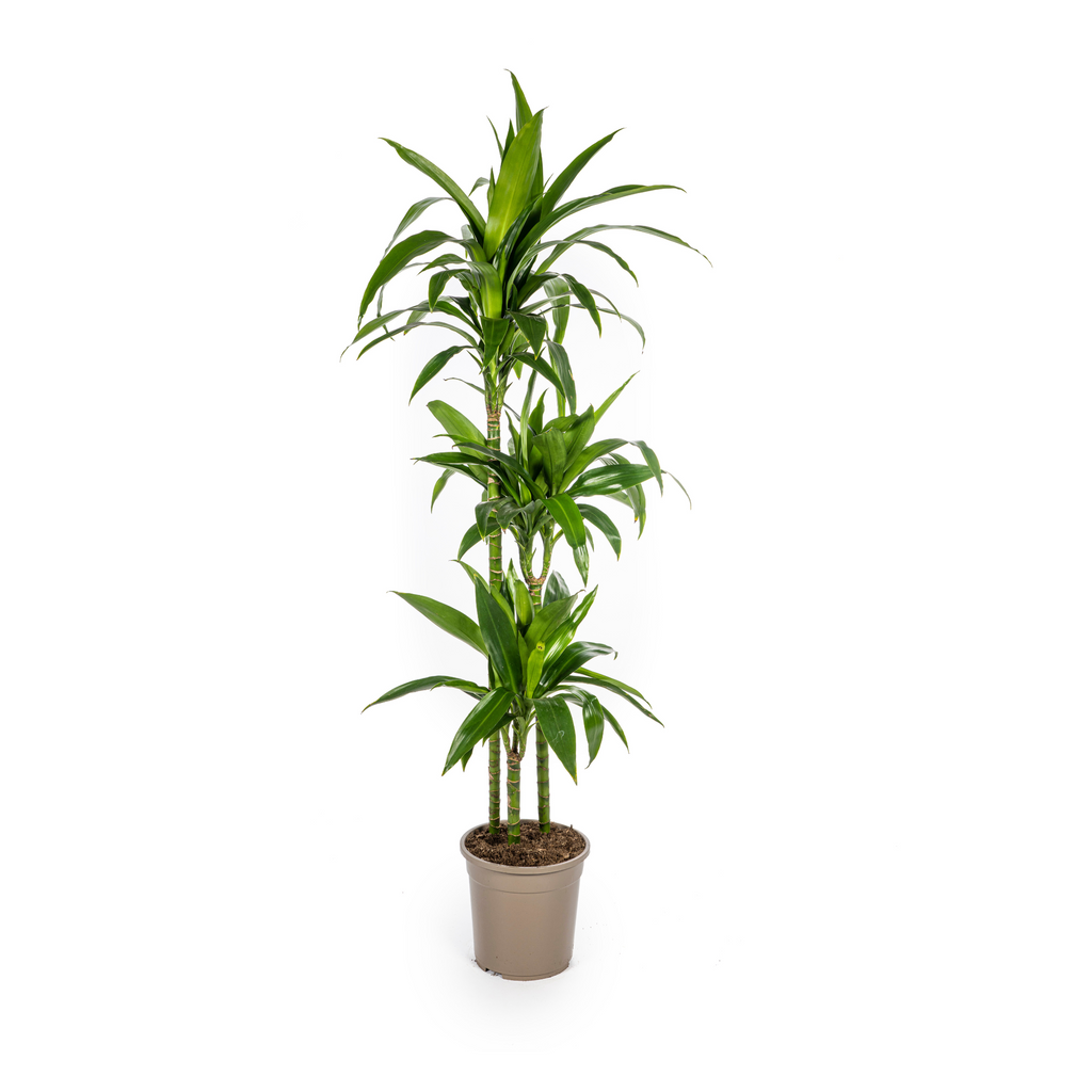 Dracaena Deremensis Lisa Ø24cm - ↕130 - 150cm