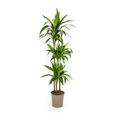 Dracaena Deremensis Lisa Ø24cm - ↕130 - 150cm