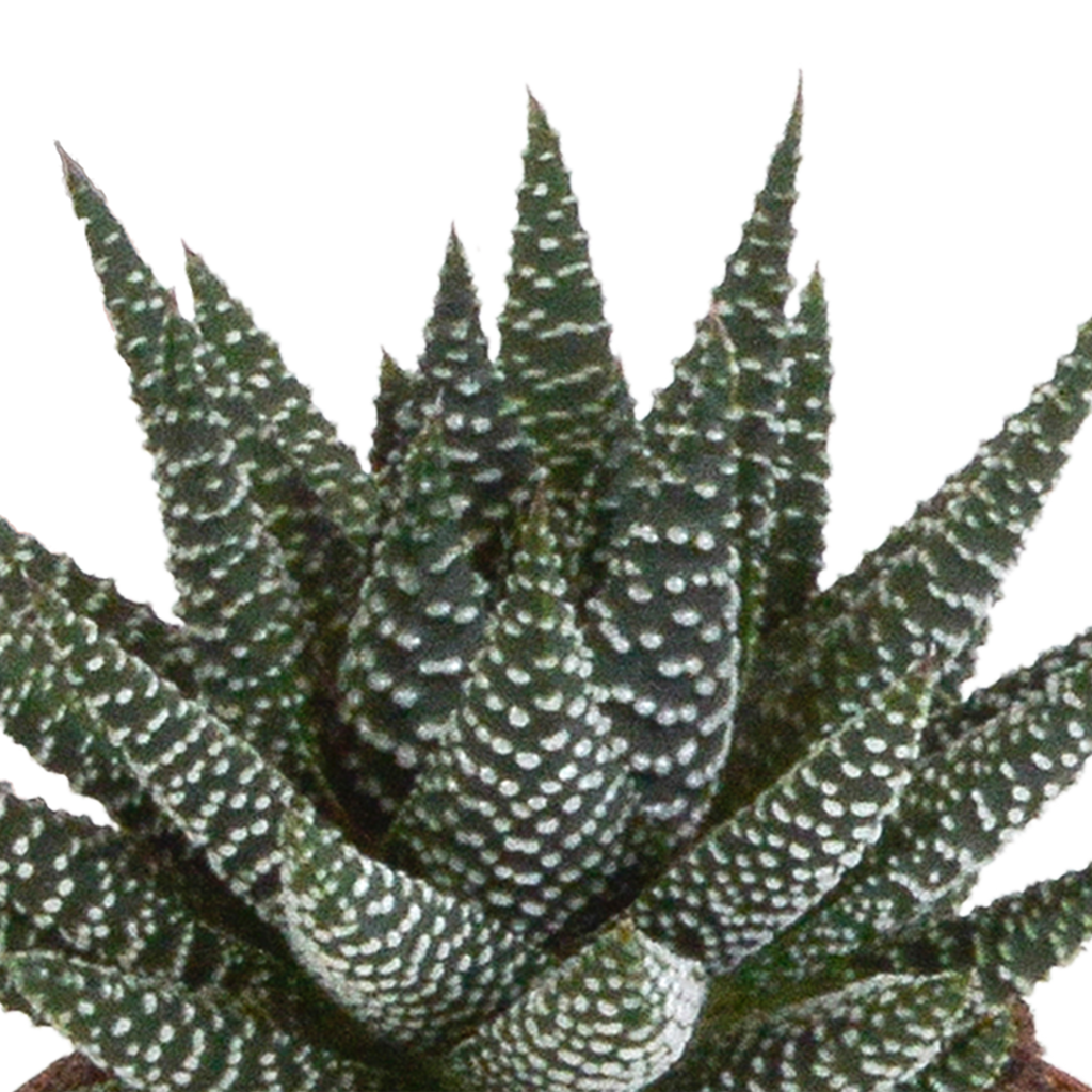 Gasteria/Haworthia mix 8,5cm - 3x - in witte pot