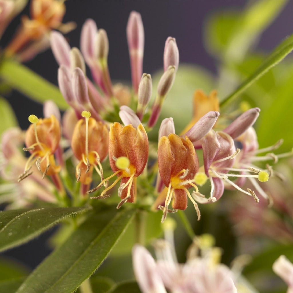 Kamperfoelie - Lonicera henryi - Bloem Roze - Weinig onderhoud - 2 planten - Pot 11cm Hoogte 40cm