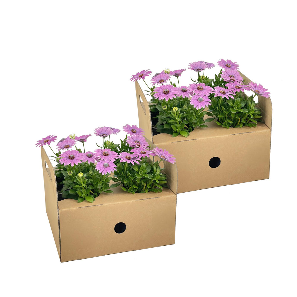 8x Osteospermum Ecklonis Pink Ø12 cm - ↕20 cm