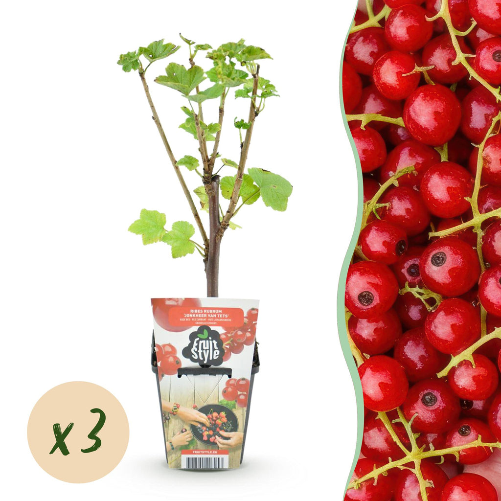 Fruitplanten - Rode Bes - Ribes rubrum Jonkheer van Tets  - Winterhard - 3 Planten - Pot 9 cm - Rode Bes