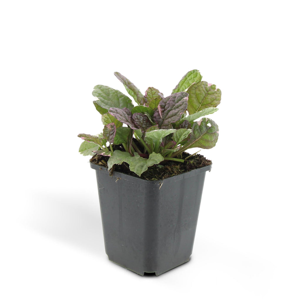 24x Ajuga reptans 'Burgundy Glow' - ↕10-25cm - Ø9cm