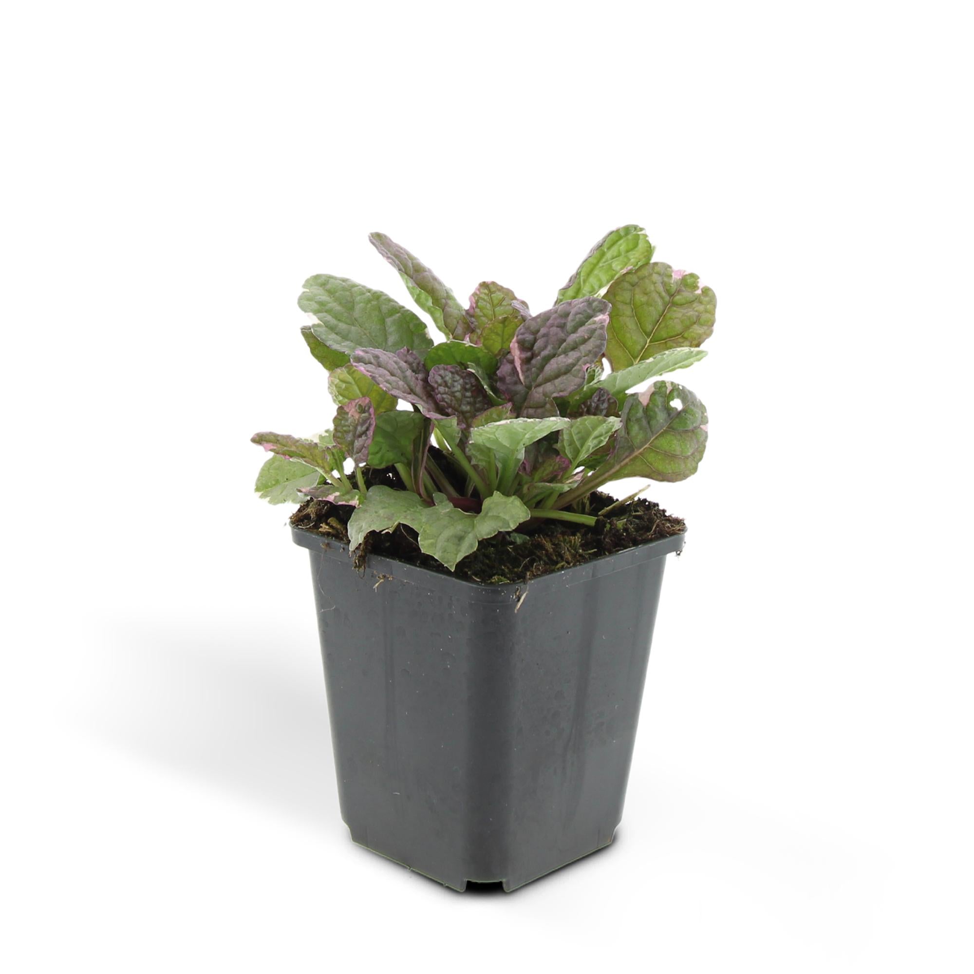 24x Ajuga reptans 'Burgundy Glow' - ↕10-25cm - Ø9cm