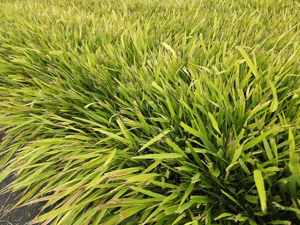 6x Hakonechloa macra - ↕10-25cm - Ø9cm