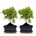 Bonsai Bol vorm Boom - 2 Stuks - Hoogte: 25-30 cm (mix keramiek)