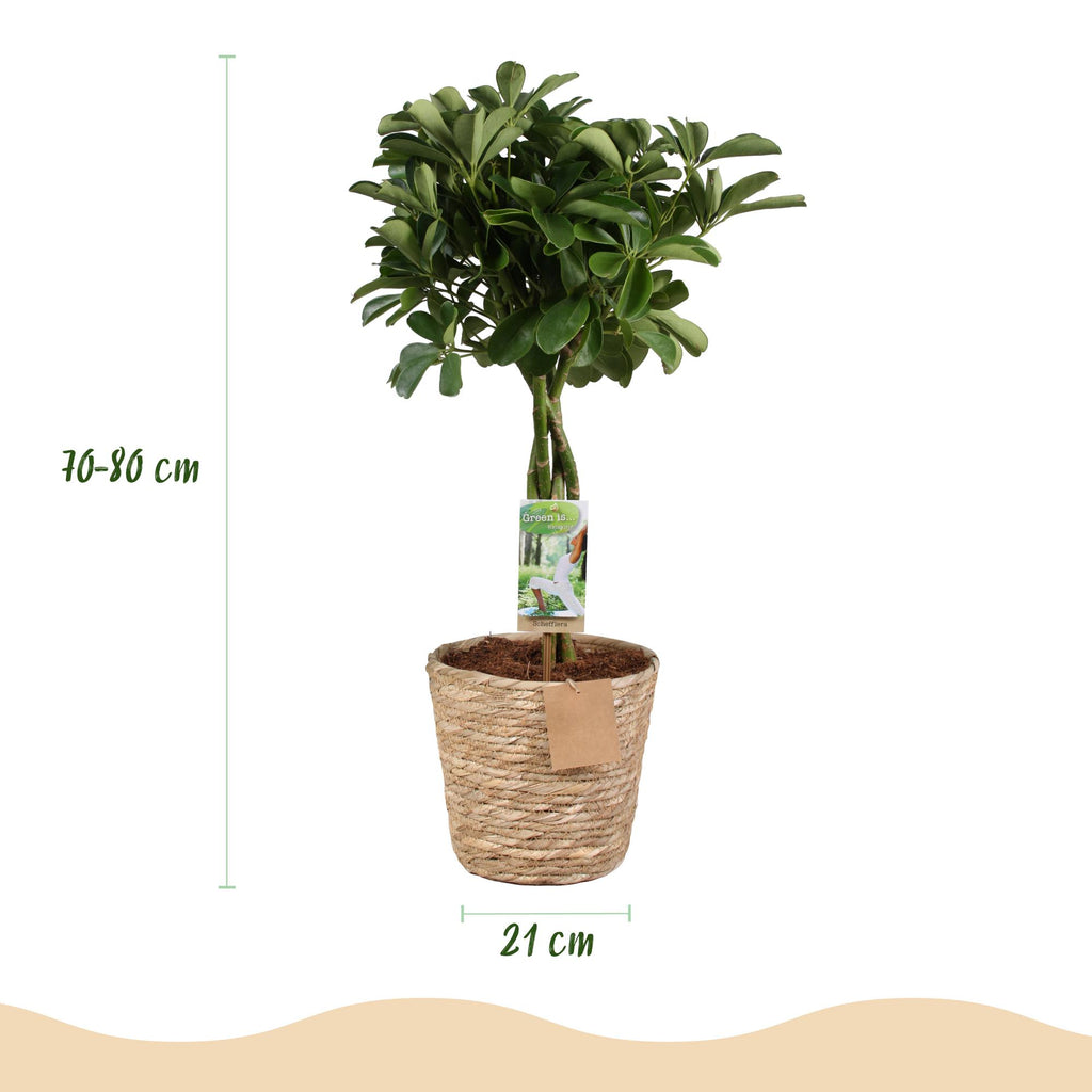 Green is... Kamerplanten - Schefflera Nora - Vingerboom - Weinig onderhoud - met mand - Groen - 1 Plant - Pot 21cm - Hoogte 70-82cm
