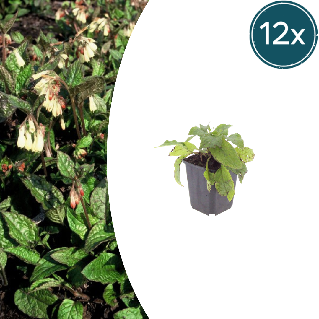 12x Symphytum grandiflorum - ↕10-25cm - Ø9cm