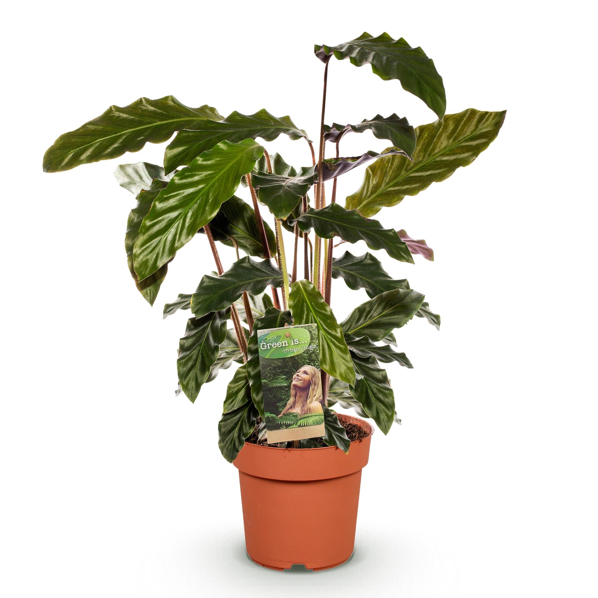 Green is... Kamerplanten - Calathea Rufibarba - Pauwen plant - Weinig onderhoud - Groen - 1 Plant - Pot 17cm - Hoogte 55-60cm