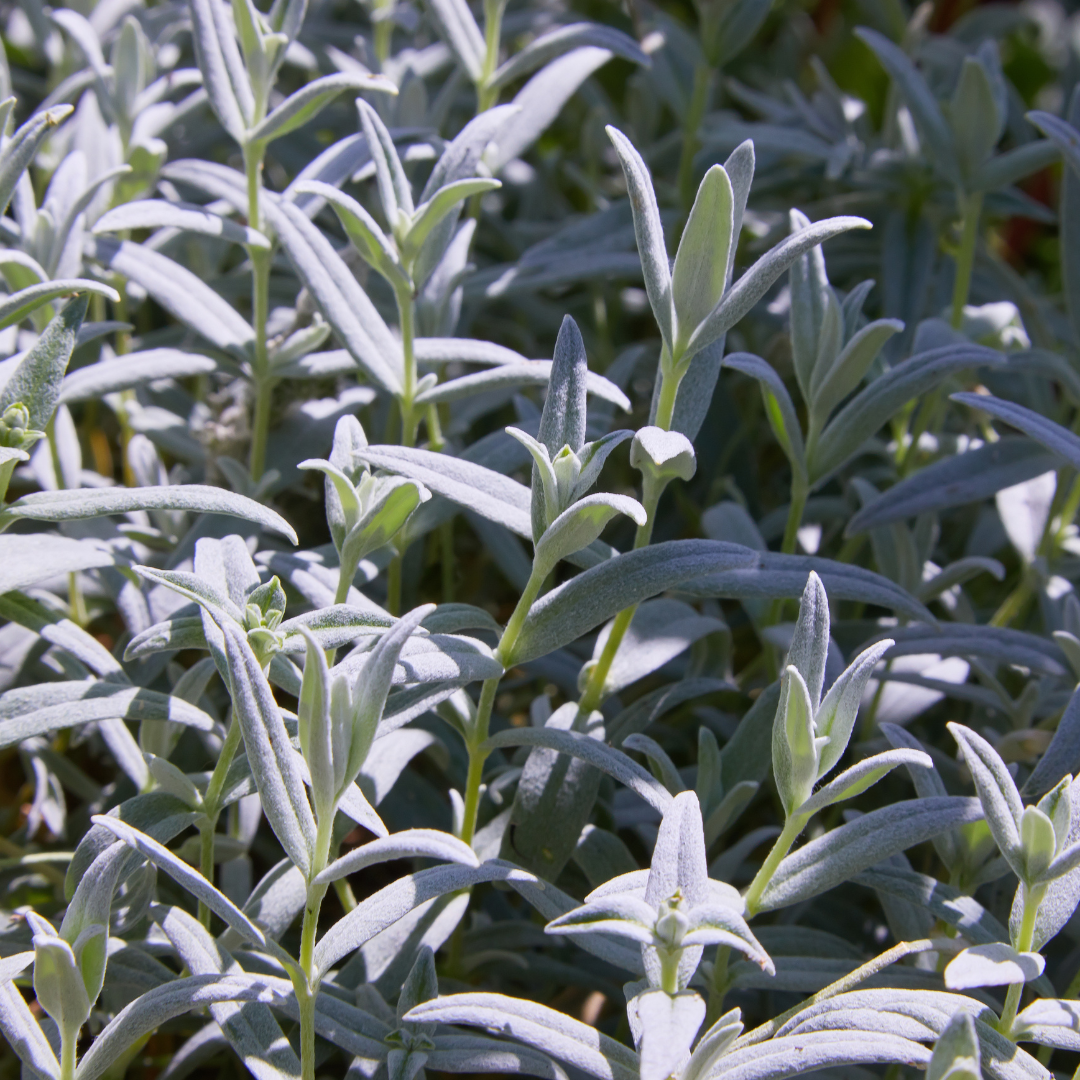 24x Cerastium tomentosum - ↕10-25cm - Ø9cm