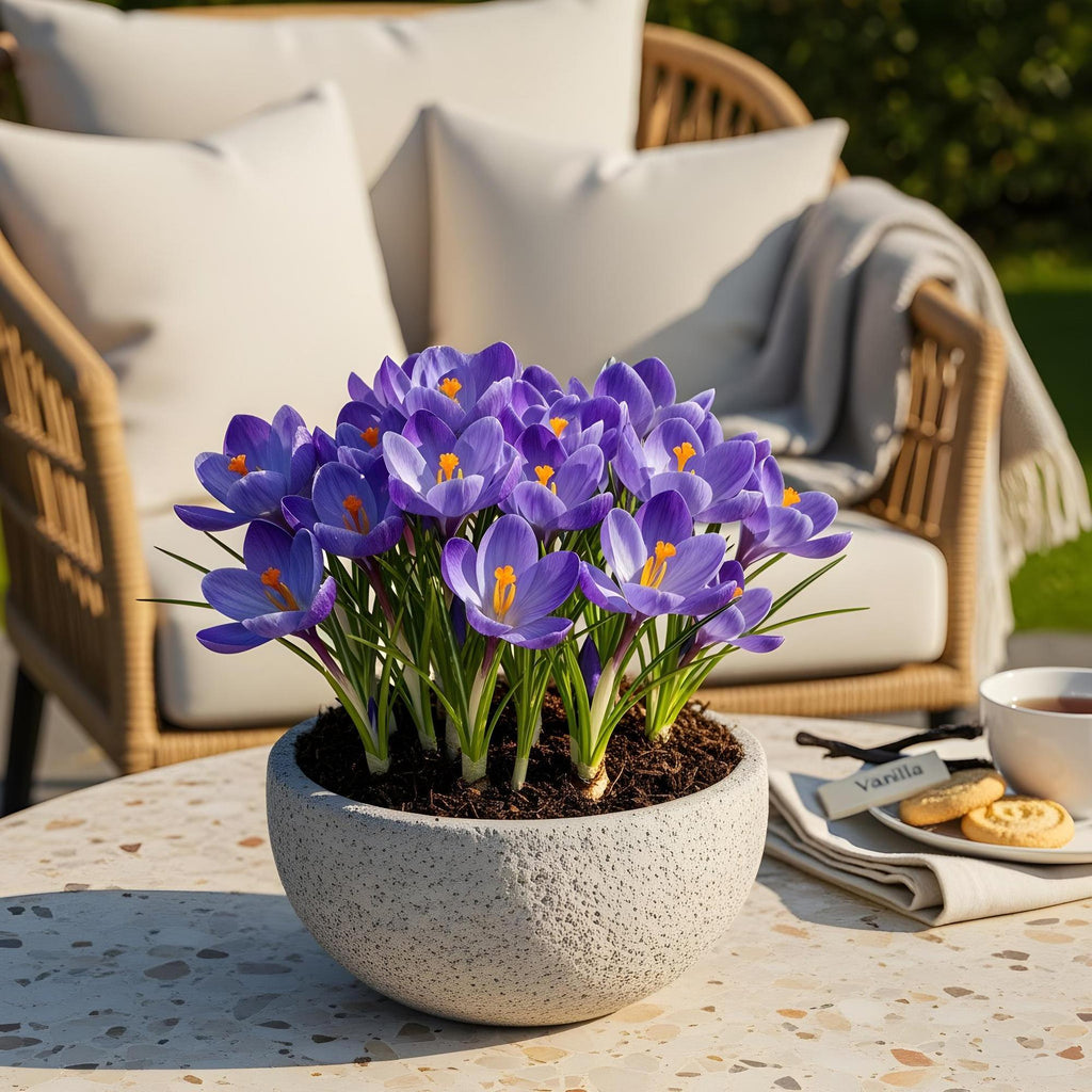 Bloembollen - Crocus Blue - Kleur Blauw - 30 stuks - Bolmaat 7/8 - XXL Pack