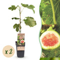 Fruitplant - Ficus carica Brown Turkey - Vijgenboom - Winterhard - Groen - Paarse Vrucht - 2 Planten - Pot 15cm - Hoogte 50cm