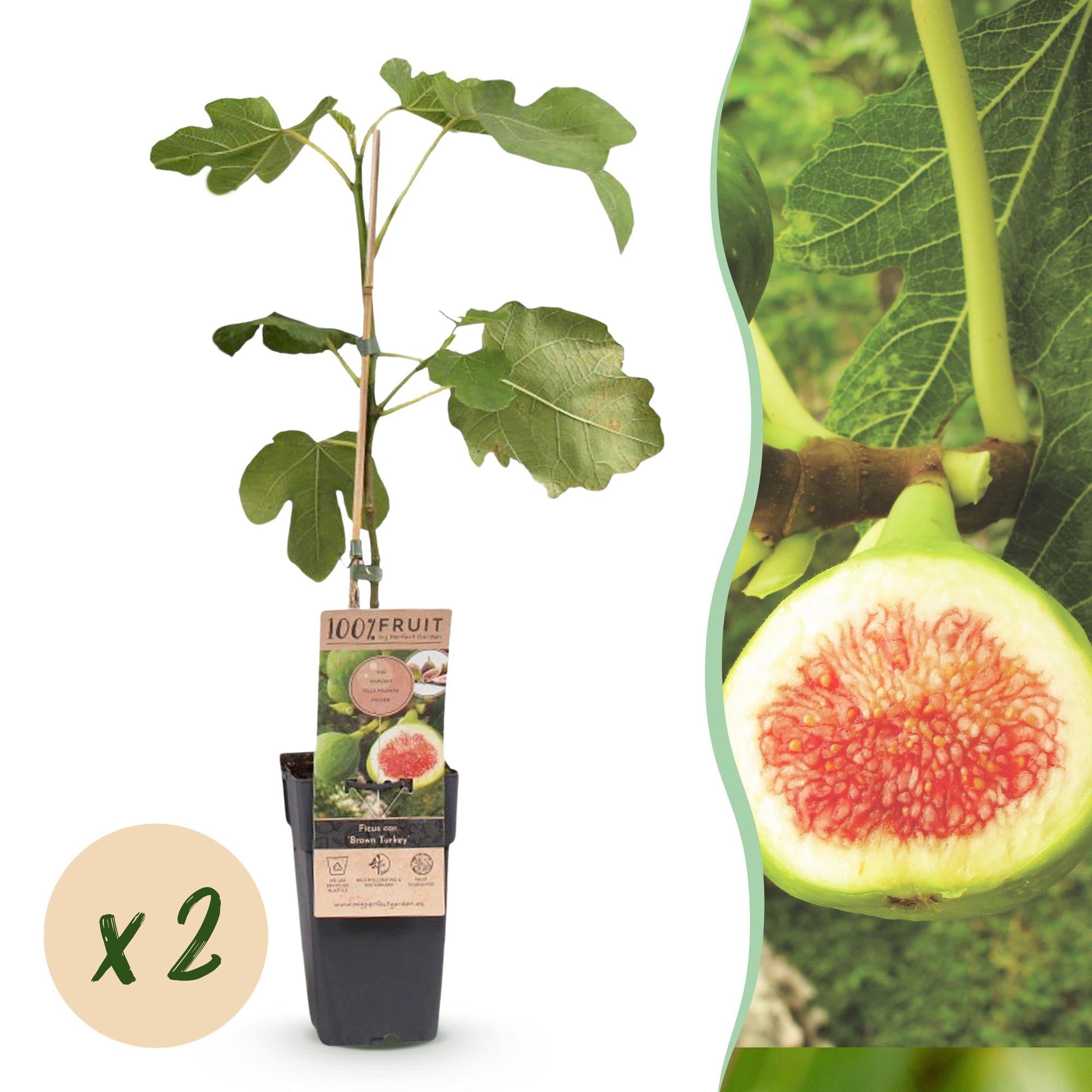 Fruitplant - Ficus carica Brown Turkey - Vijgenboom - Winterhard - Groen - Paarse Vrucht - 2 Planten - Pot 15cm - Hoogte 50cm
