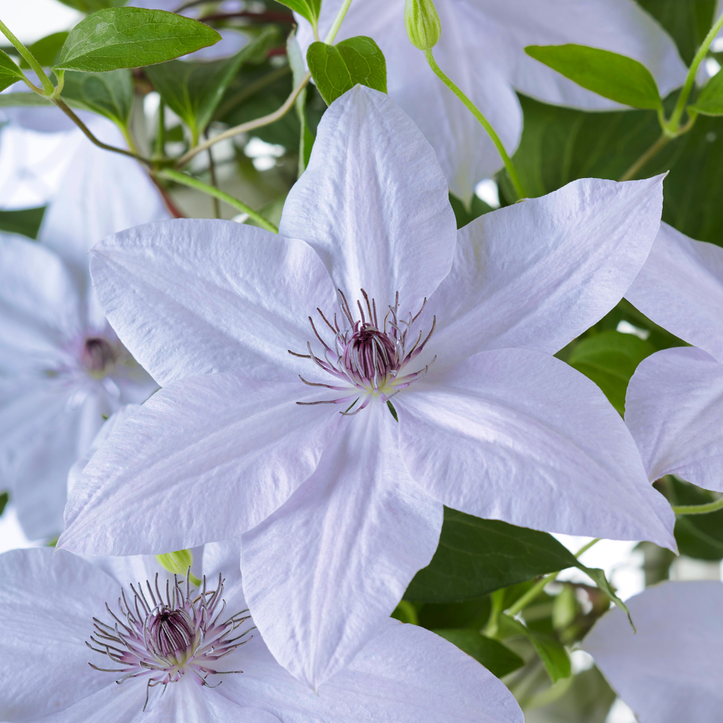 Clematis Double Up Barnadine + Masa 23cm
