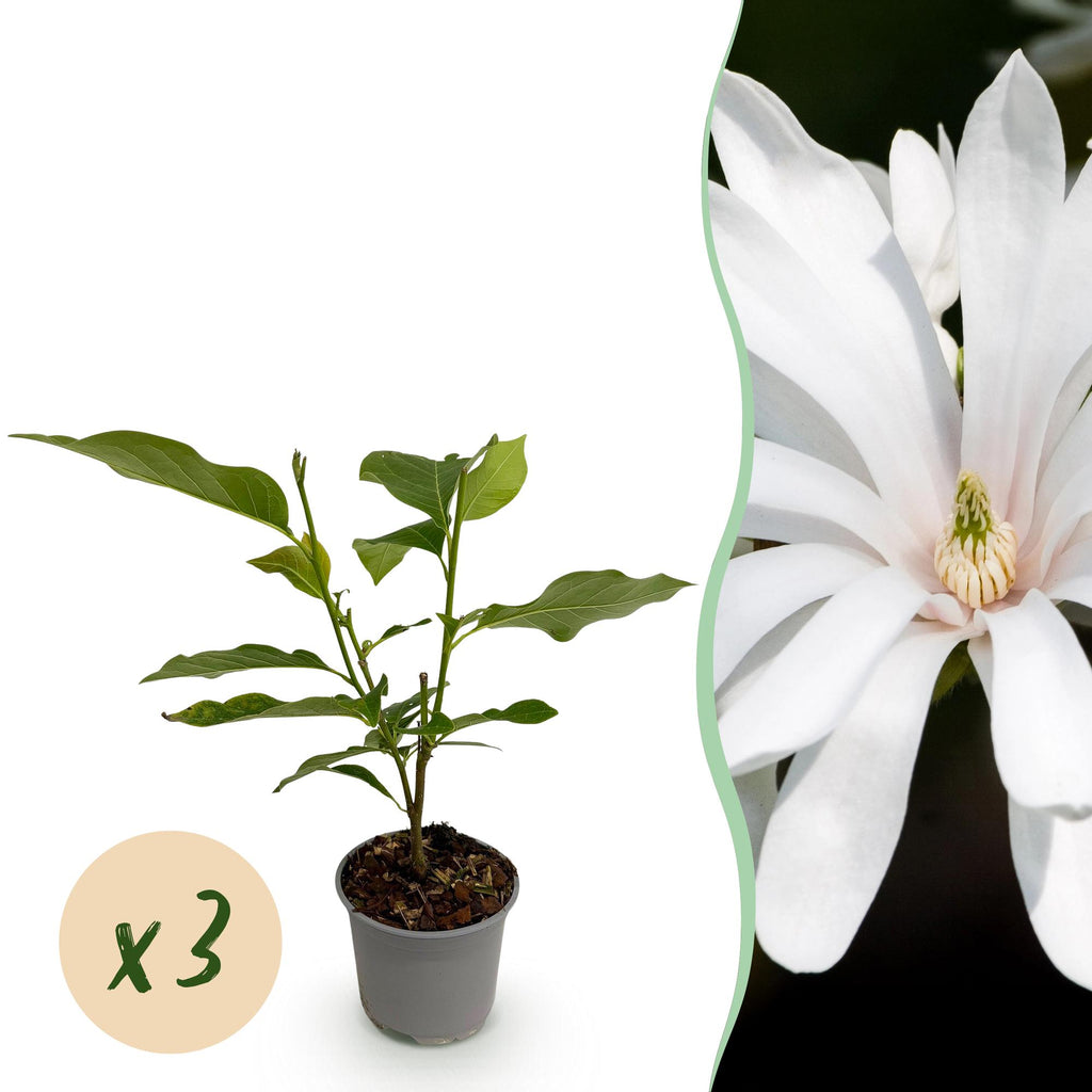 Tuinplant - Magnolia stellata Royal Star - Bloem Wit - 3 Planten - Bladverliezend - Weinig Onderhoud - Pot 12cm Hoogte 30cm