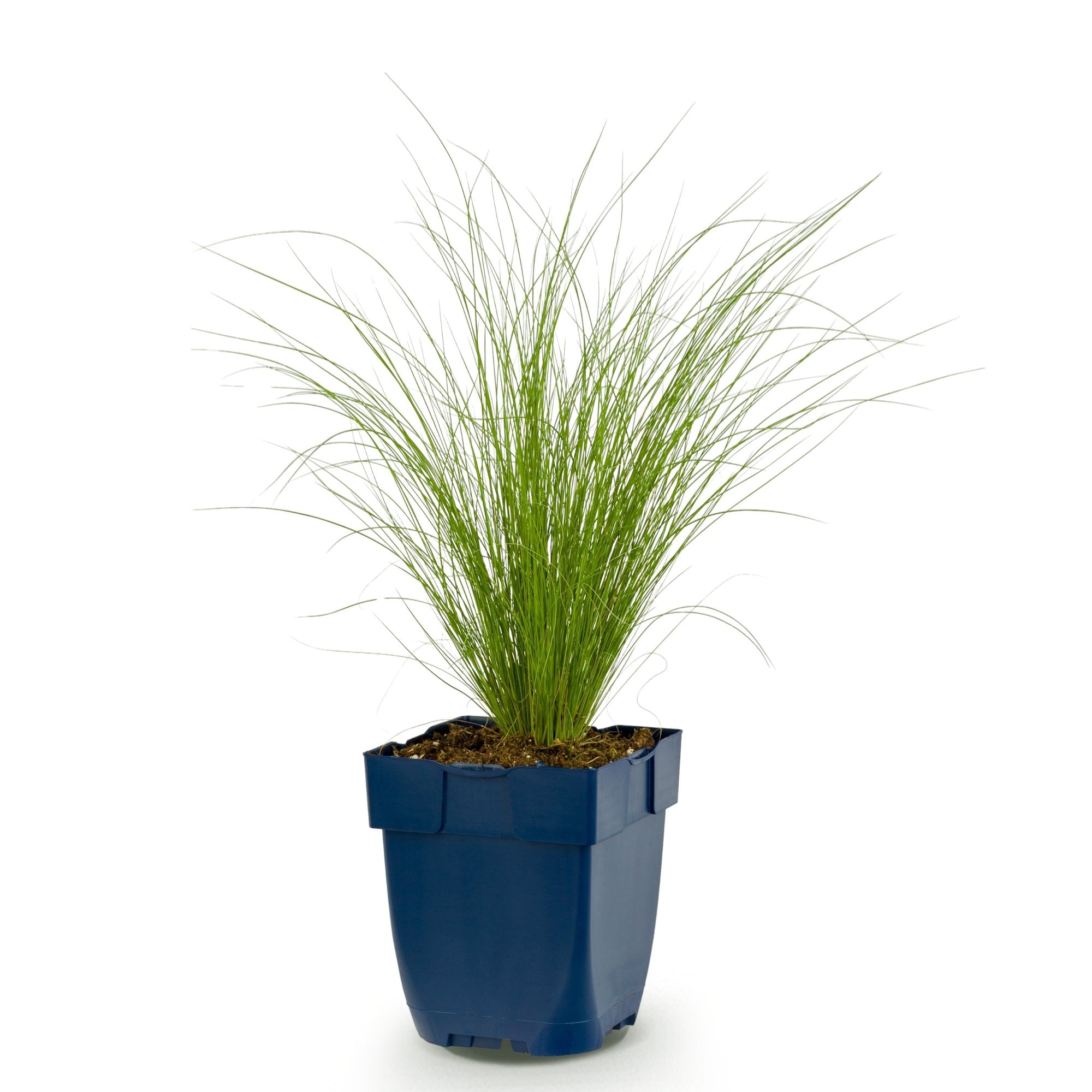 Grassen - Stipa tenuissima Ponytails - Vedergras - Groenblijvend - Groen - 1 Plant - Pot 11cm - Hoogte 15-25cm