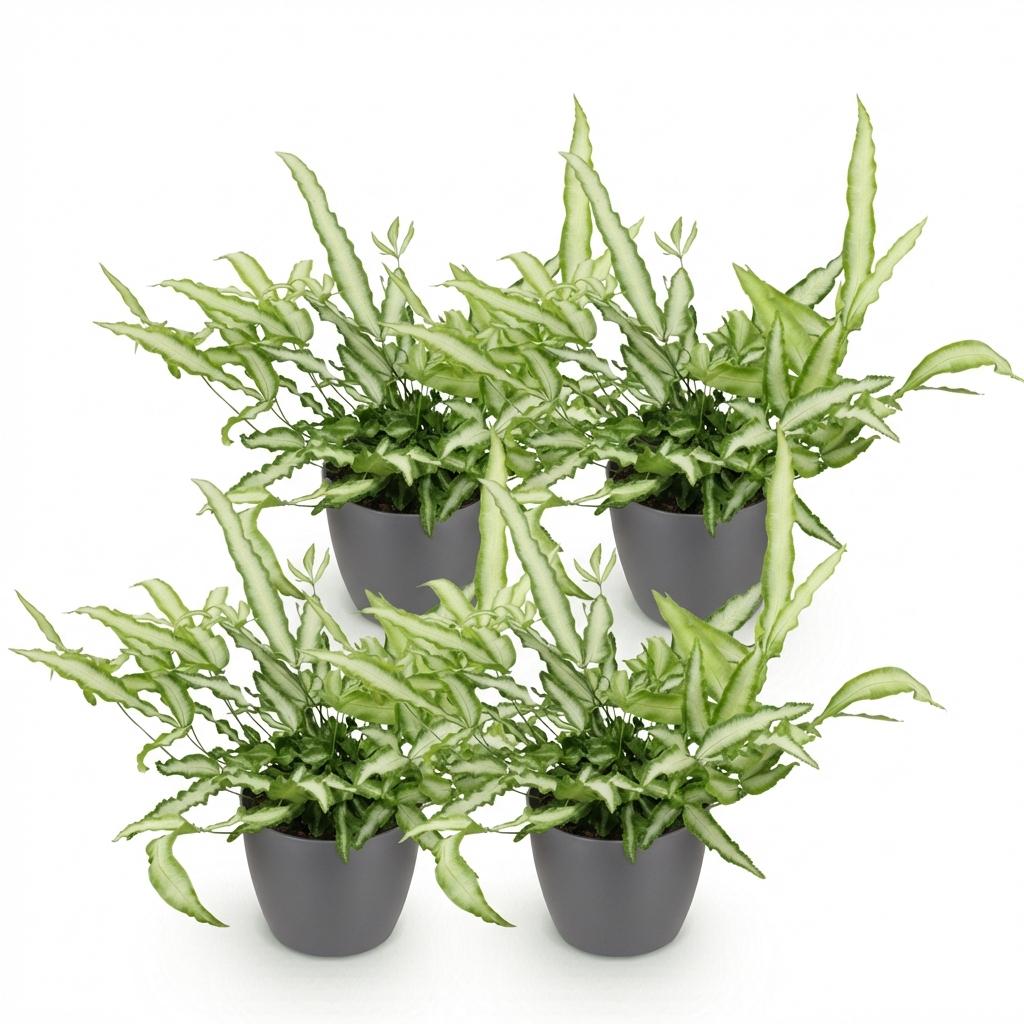 Kamerplant - Pteris cretica Albolineata - Lintvaren - Huisdiervriendelijke Plant - Groen - 4 Planten - met Potter Grijs - Pot 12cm - Hoogte 20cm