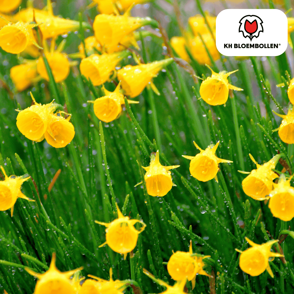 Narcis Golden Bells 25 stuks