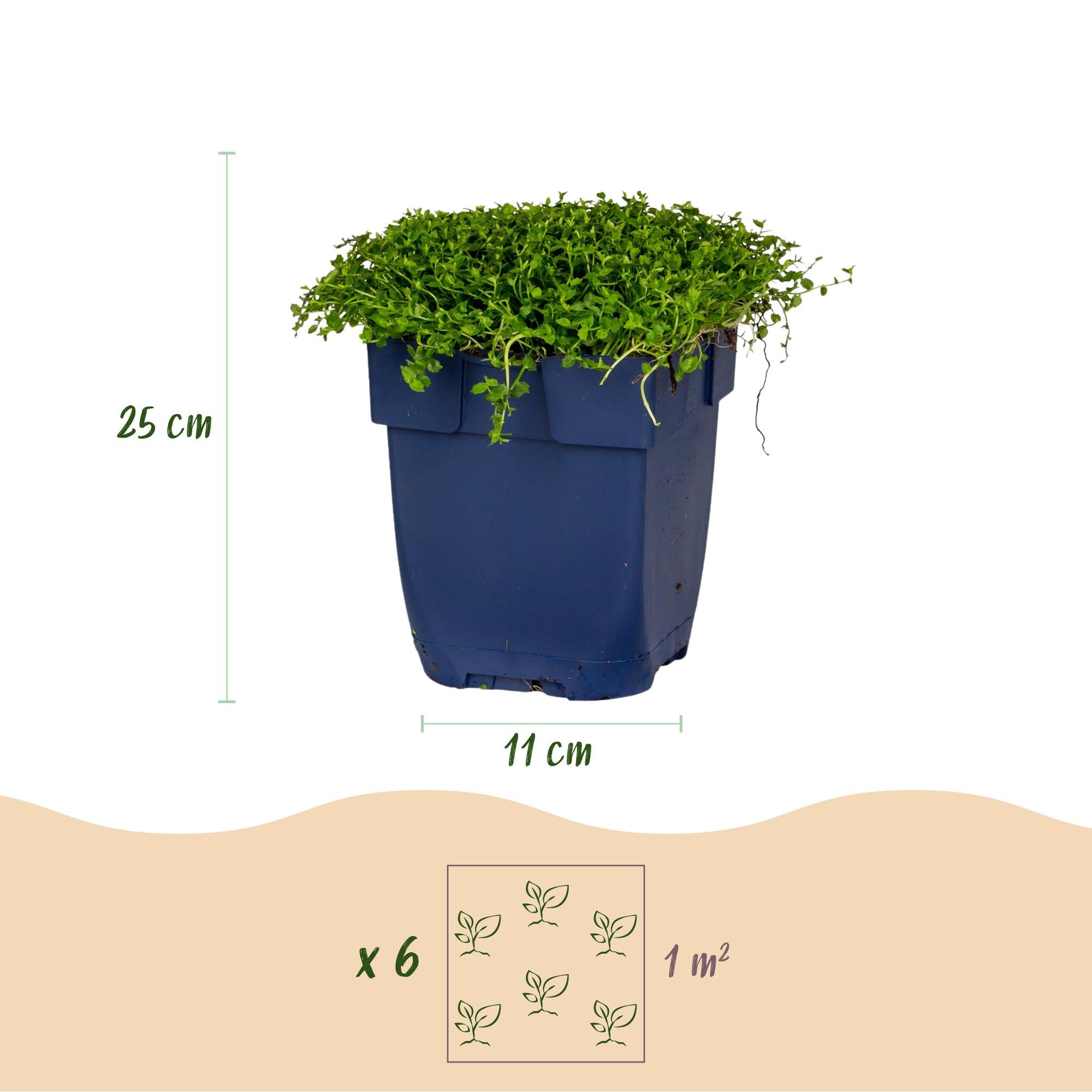 Vasteplant - Isotoma fluviatilis - Sterrenbloem - Rotsplanten - Licht Blauw - 24 Planten - Pot 11cm - Hoogte 15-25cm