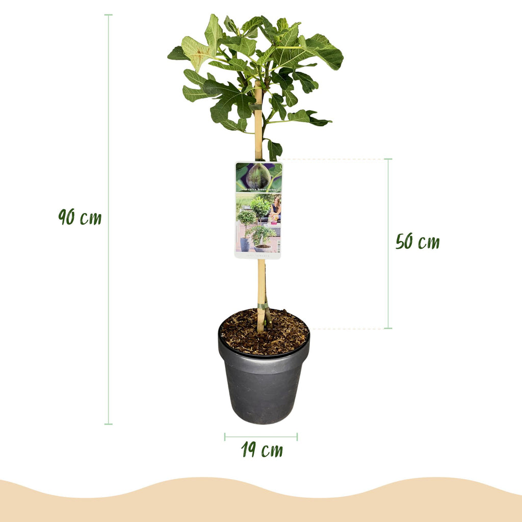 Plant op Stam - Ficus carica Brown Turkey - Terras Plant - Bladverliezend - Winterhard - Groene Vrucht - Pot 19cm Hoogte 90cm