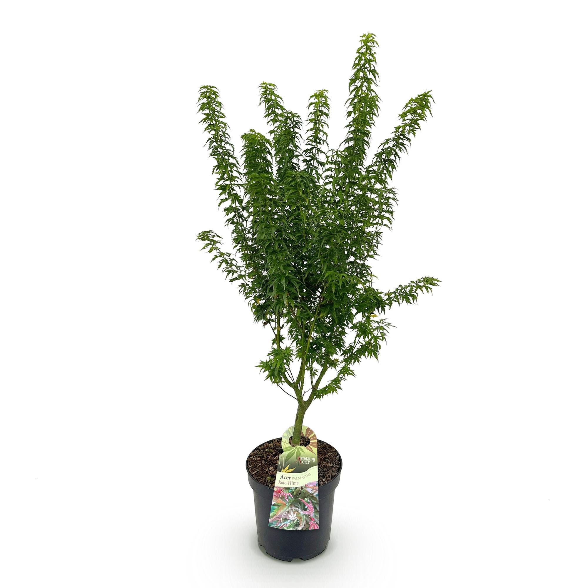 Tuinplant - Acer palmatum Koto Hime - Japanse Esdoorn - Bladverliezend - Groen - 1 - Pot 26cm - Hoogte 90cm