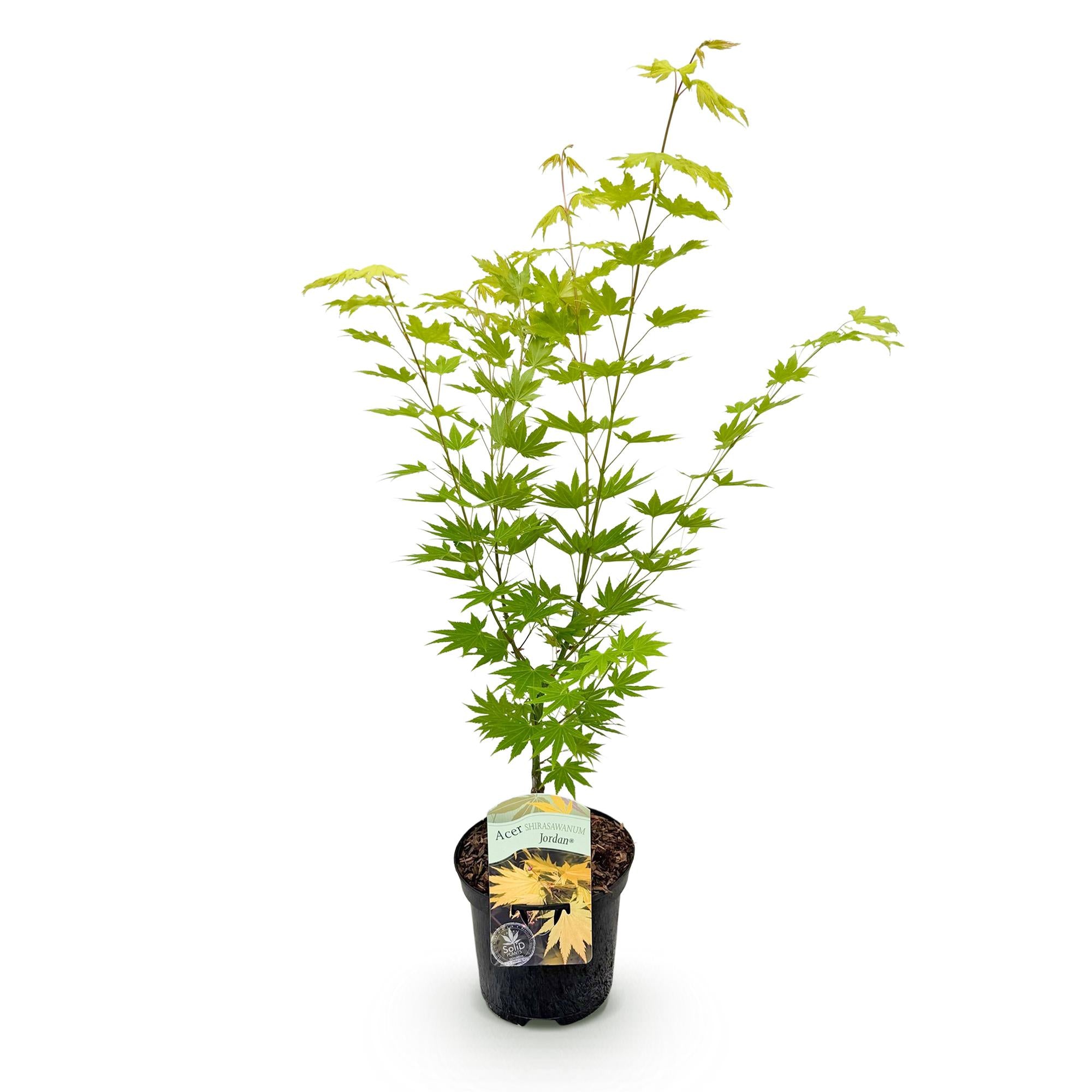Terrasplant - Japanse Esdoorn - Acer palmatum Jordan - Geel - 1 Plant - Bladverliezend - Pot 19cm Hoogte 70cm