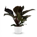 Kamerplant - Philodendron - Philodendron Imperial Red - Rood - Weinig onderhoud - 1 Plant - met Potter Wit - Pot 19cm - Hoogte 60cm