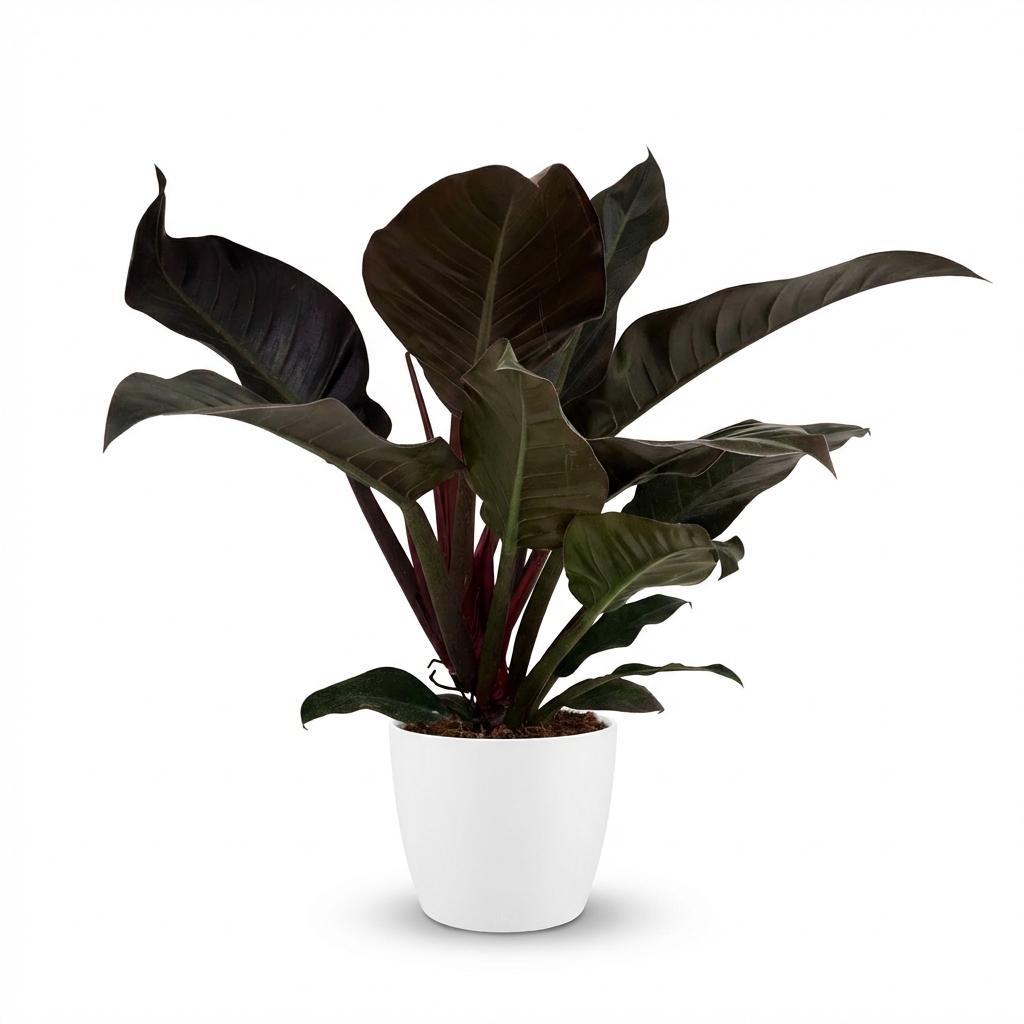Kamerplant - Philodendron - Philodendron Imperial Red - Rood - Weinig onderhoud - 1 Plant - met Potter Wit - Pot 19cm - Hoogte 60cm