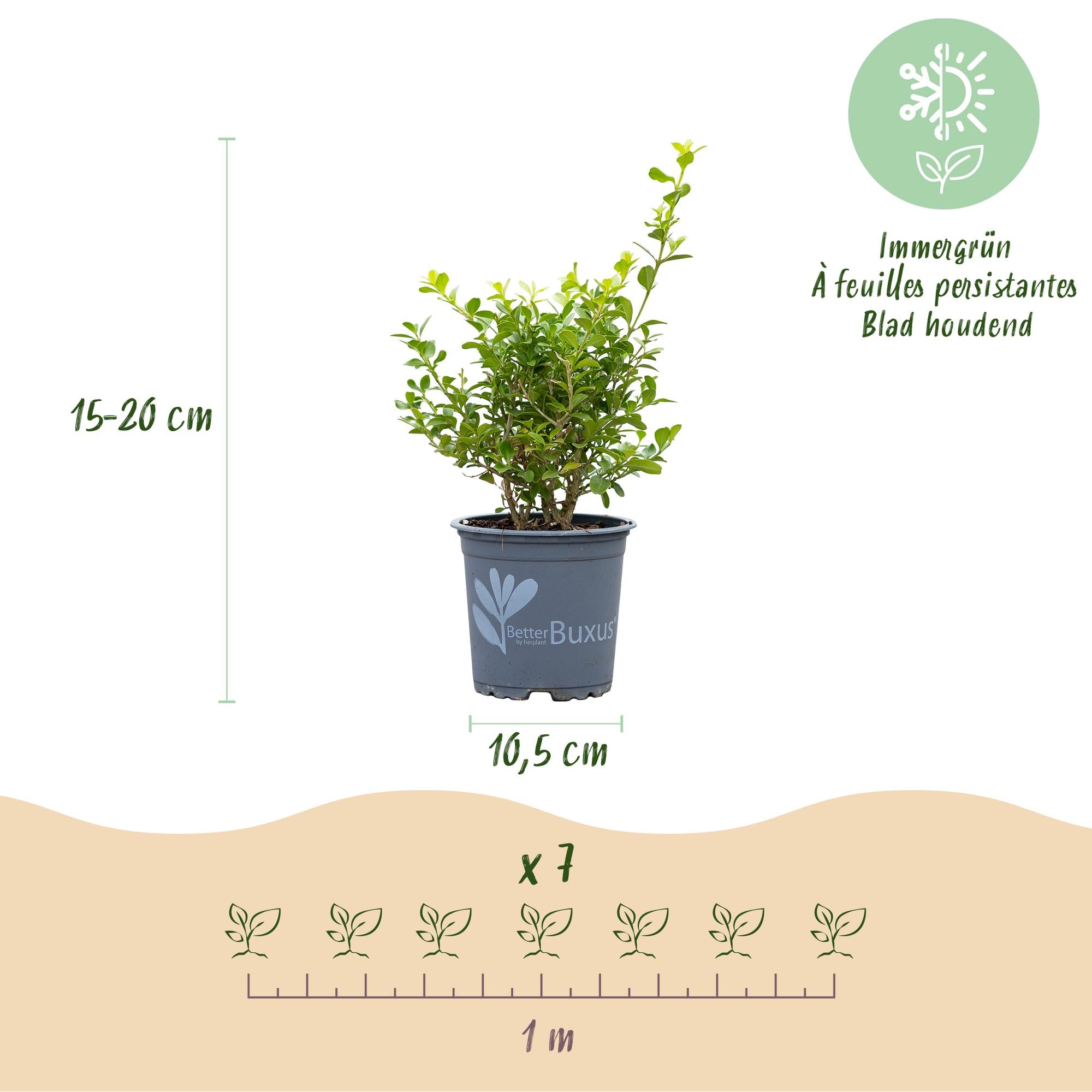 Buxus Haag - BetterBuxus Babylon Beauty - Resistant tegen de Buxus Schimmel - 14 planten - 2 strekkende meter - pot 10,5cm hoogte 25-30