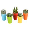 Cactus mix 5.5 cm - 5x - in gekleurde plasticpot