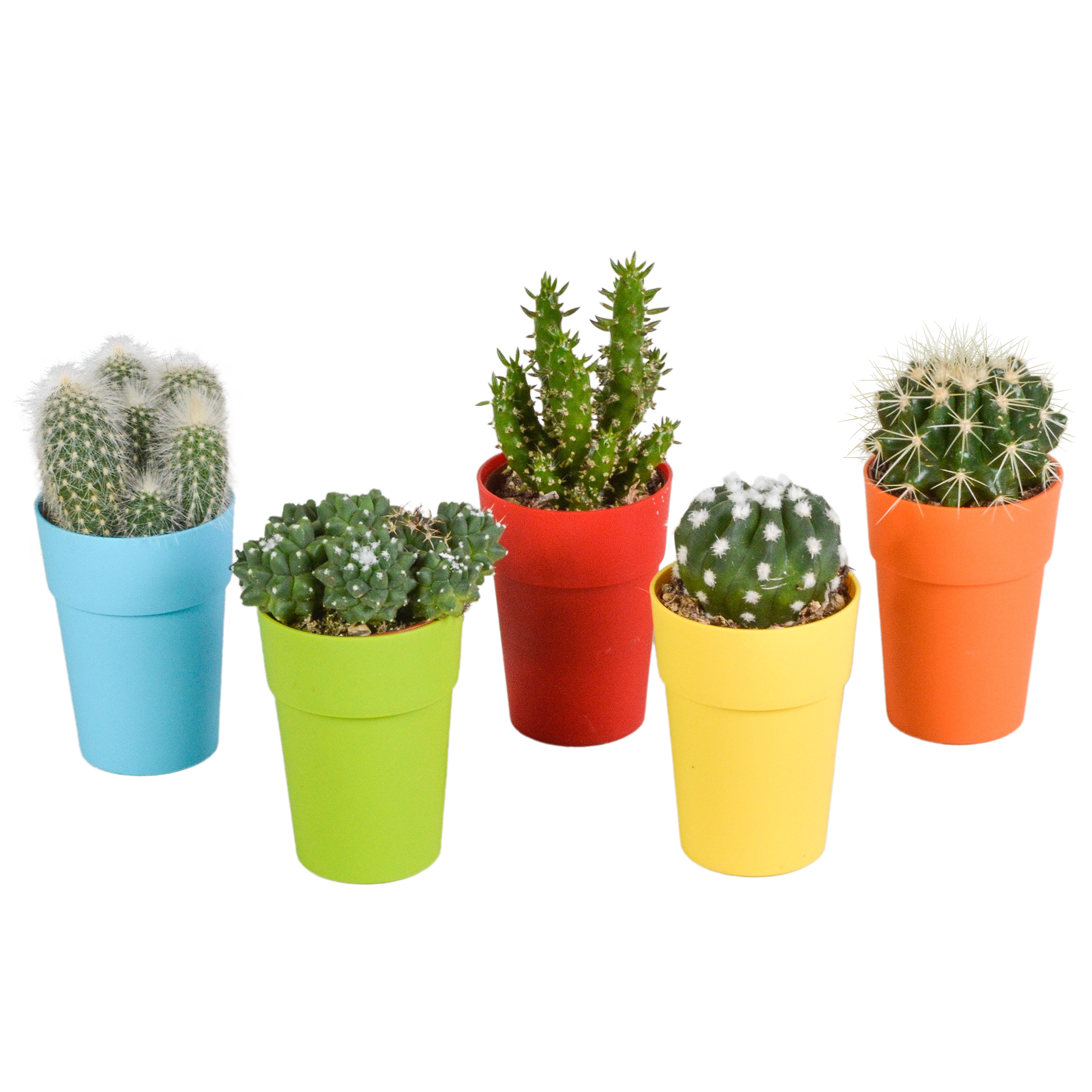 Cactus mix 5.5 cm - 5x - in gekleurde plasticpot