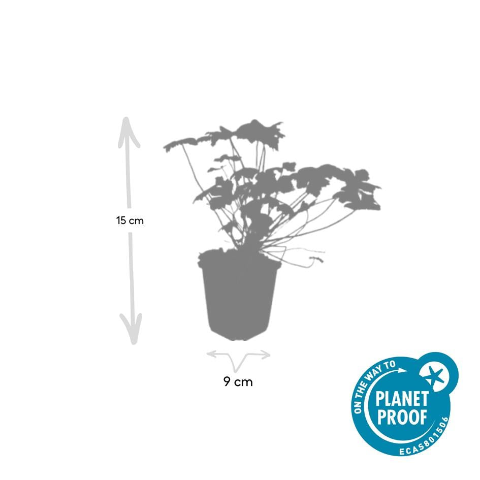 60x Geranium macr. 'Czakor' - ↕10-25cm - Ø9cm
