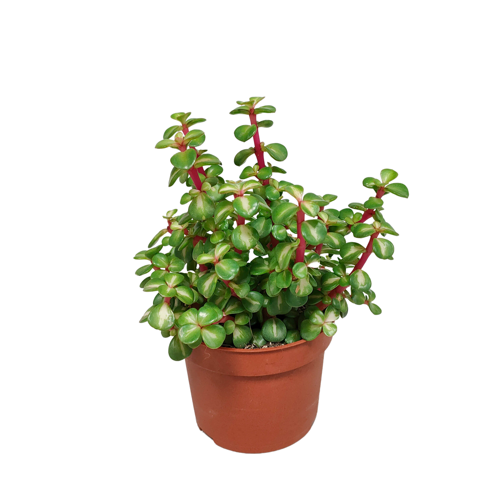 Portulacaria afra mediopicta 10,5cm - zonder pot