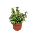 Portulacaria afra mediopicta 10,5cm - zonder pot