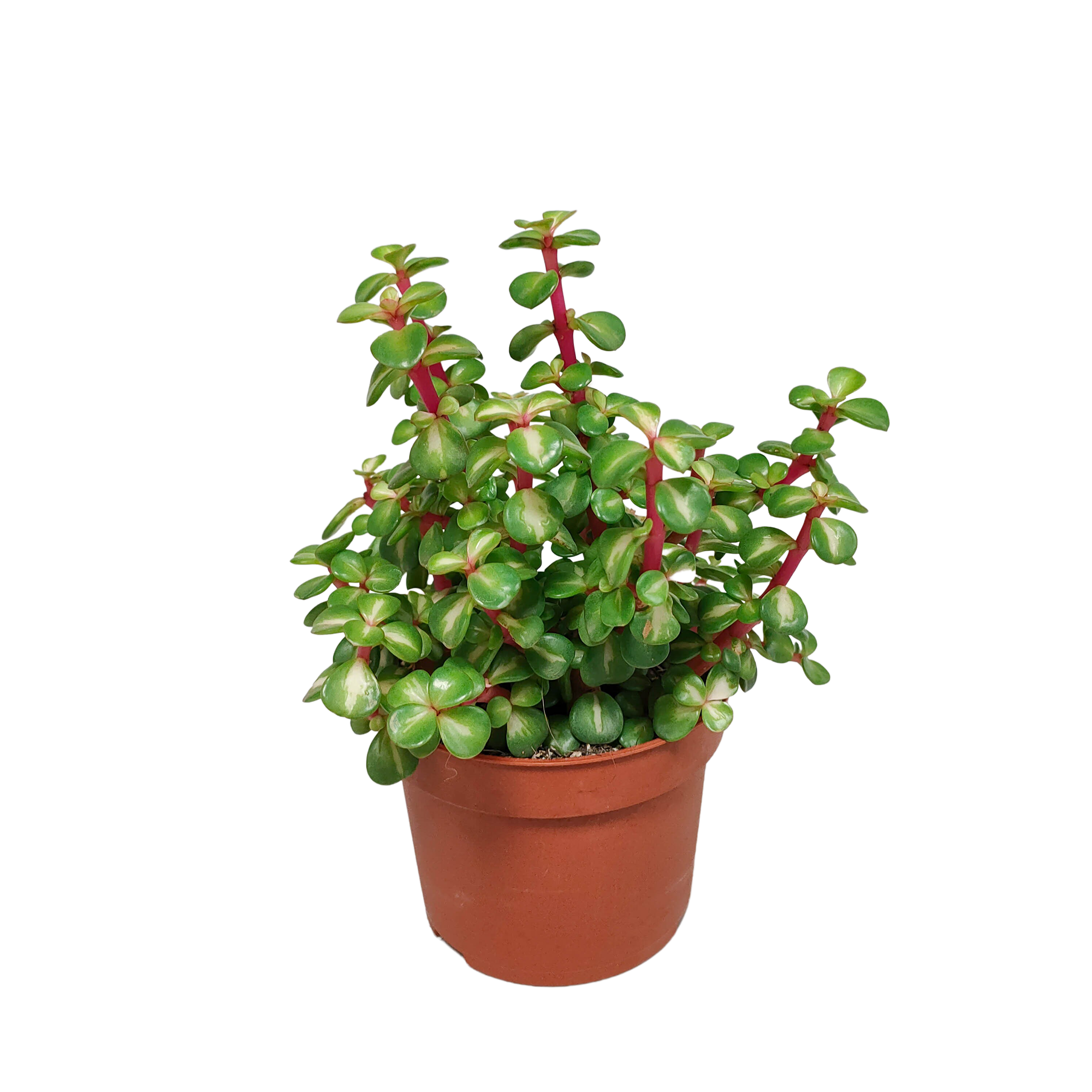 Portulacaria afra mediopicta 10,5cm - zonder pot
