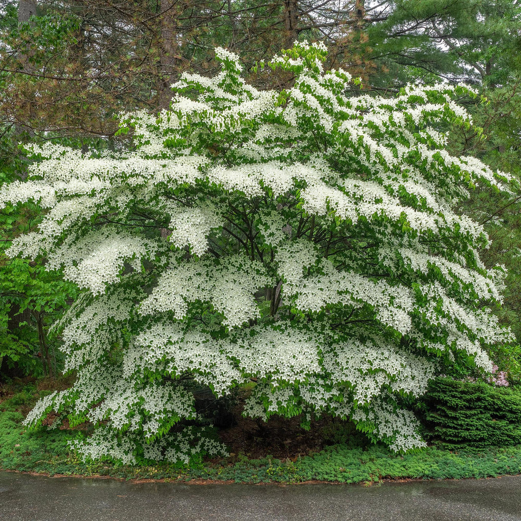 Tuinplant - Cornus Florida - Bloem Wit-Roze - 3 Planten - Bladverliezend - Weinig Onderhoud - Pot 12cm Hoogte 35cm