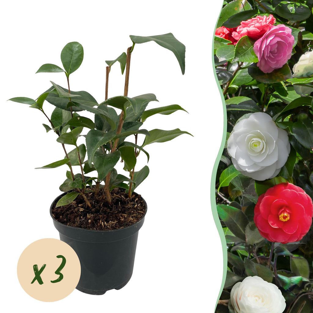 Heesters - Camelia japonica Tricolour - Bloem Roze, Wit en Rood - 3 Planten - 1 m2 - Groenblijvend - Pot 15cm Hoogte 30cm