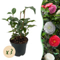 Heesters - Camelia japonica Tricolour - Bloem Roze, Wit en Rood - 3 Planten - 1 m2 - Groenblijvend - Pot 15cm Hoogte 30cm