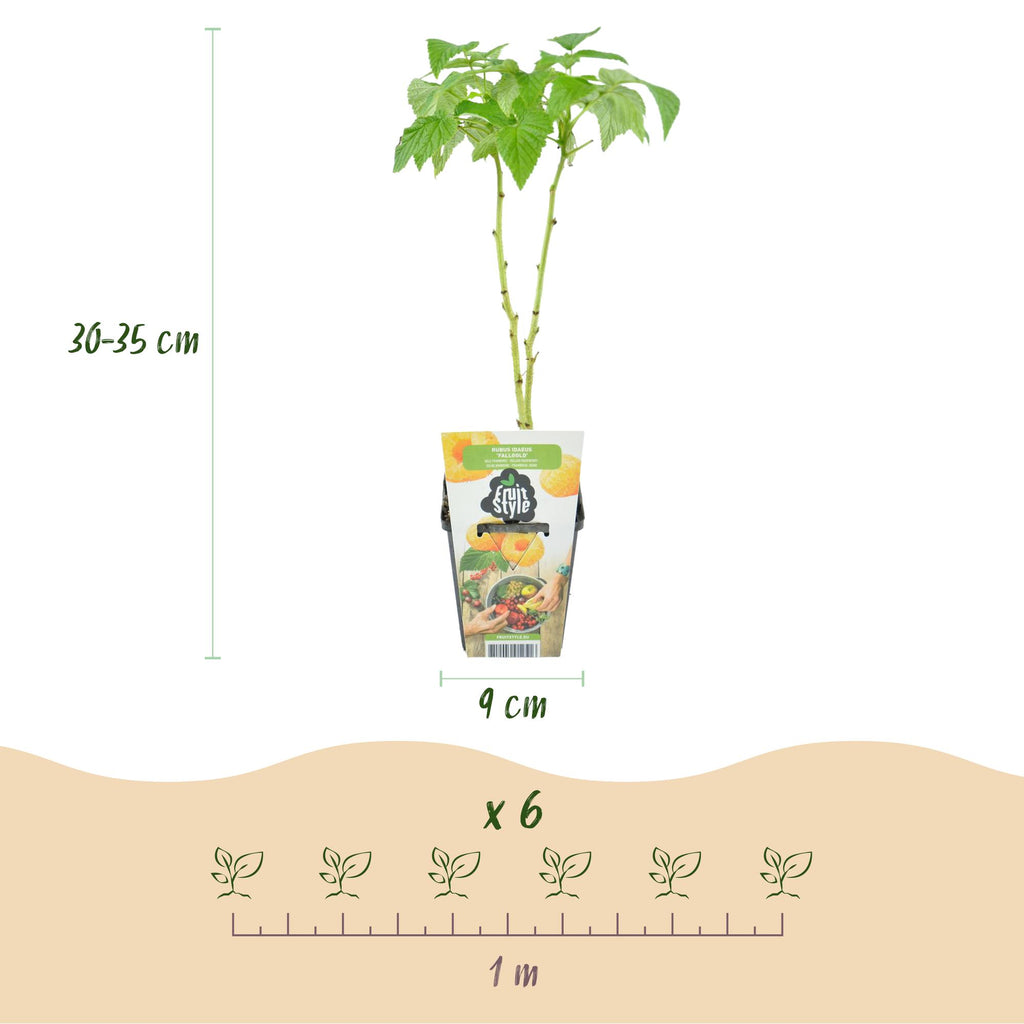 Fruitplanten - Tricolour - Rode Bes - Gele Framboos - Zwarte Braam  - Winterhard - 3 Planten - Pot  9cm