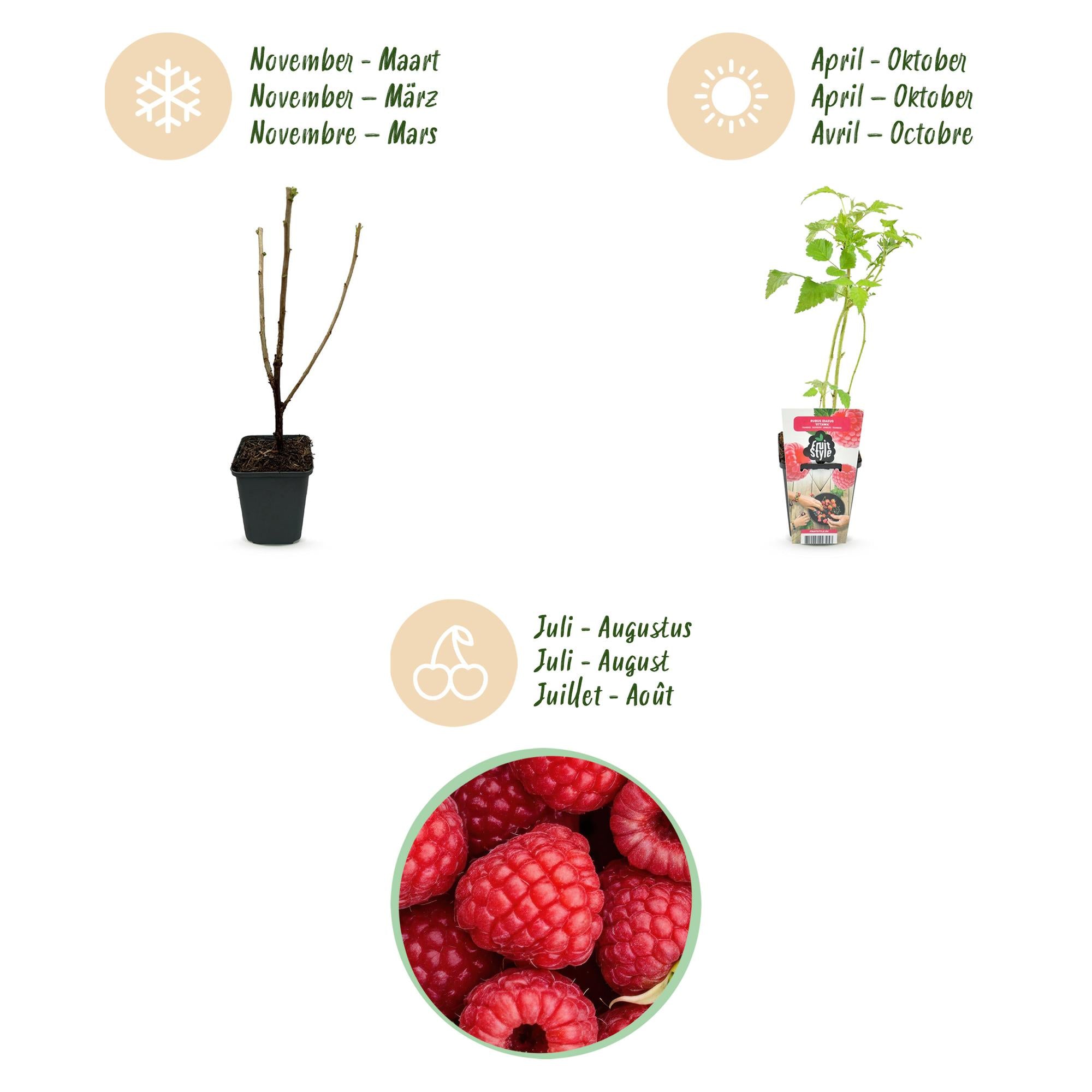 Fruitplanten - Framboos - Rubus idaeus Ottawa - Winterhard - 3 Planten - Pot 9 cm - Rode Framboos